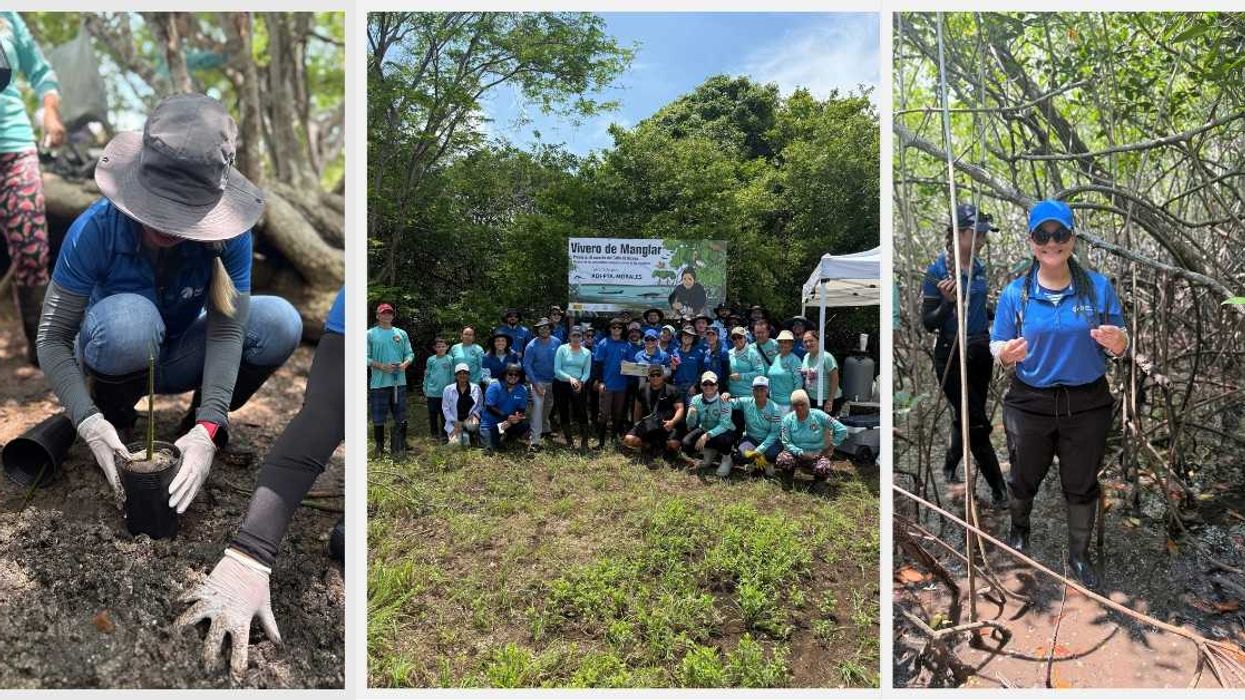 AERIS impulsa recuperación de manglares con siembra de 47 plántulas en el Golfo de Nicoya