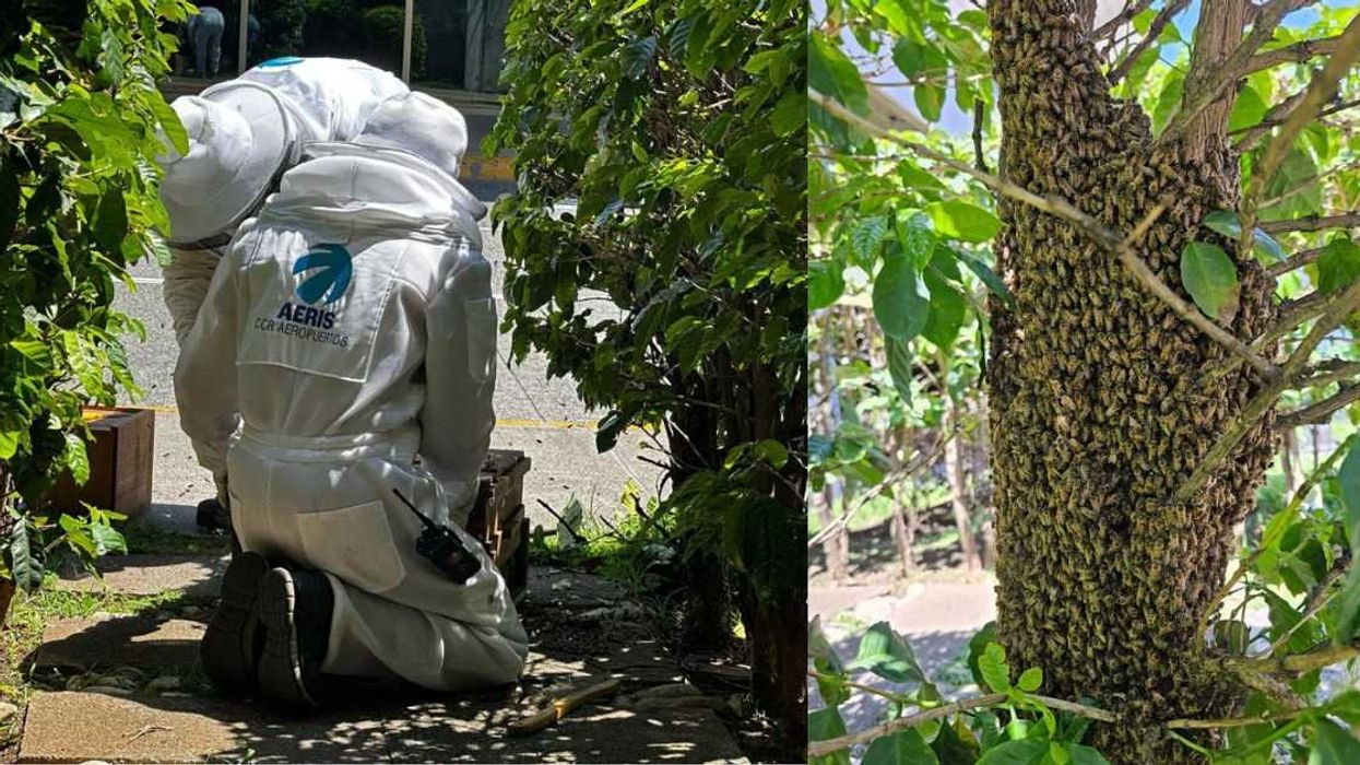 Aeropuerto Internacional Juan Santamaría recibe reconocimiento Green Airport