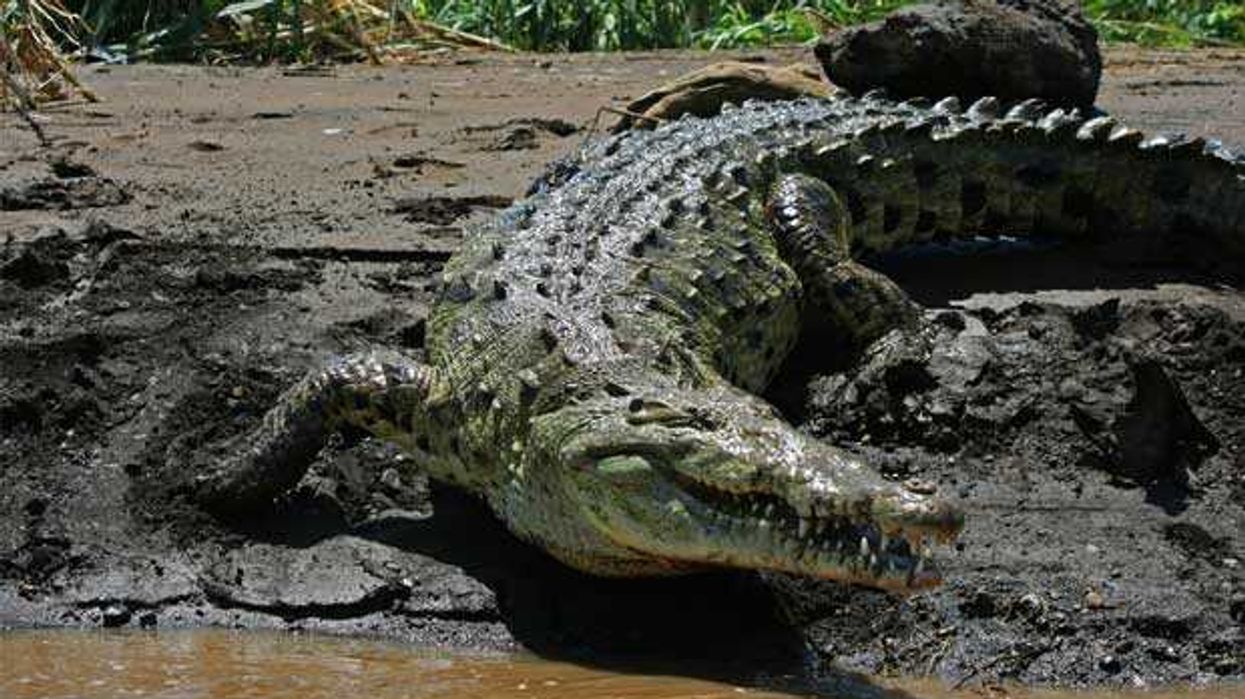 Avistamiento de cocodrilo en playa Jacó alerta a visitantes y residentes