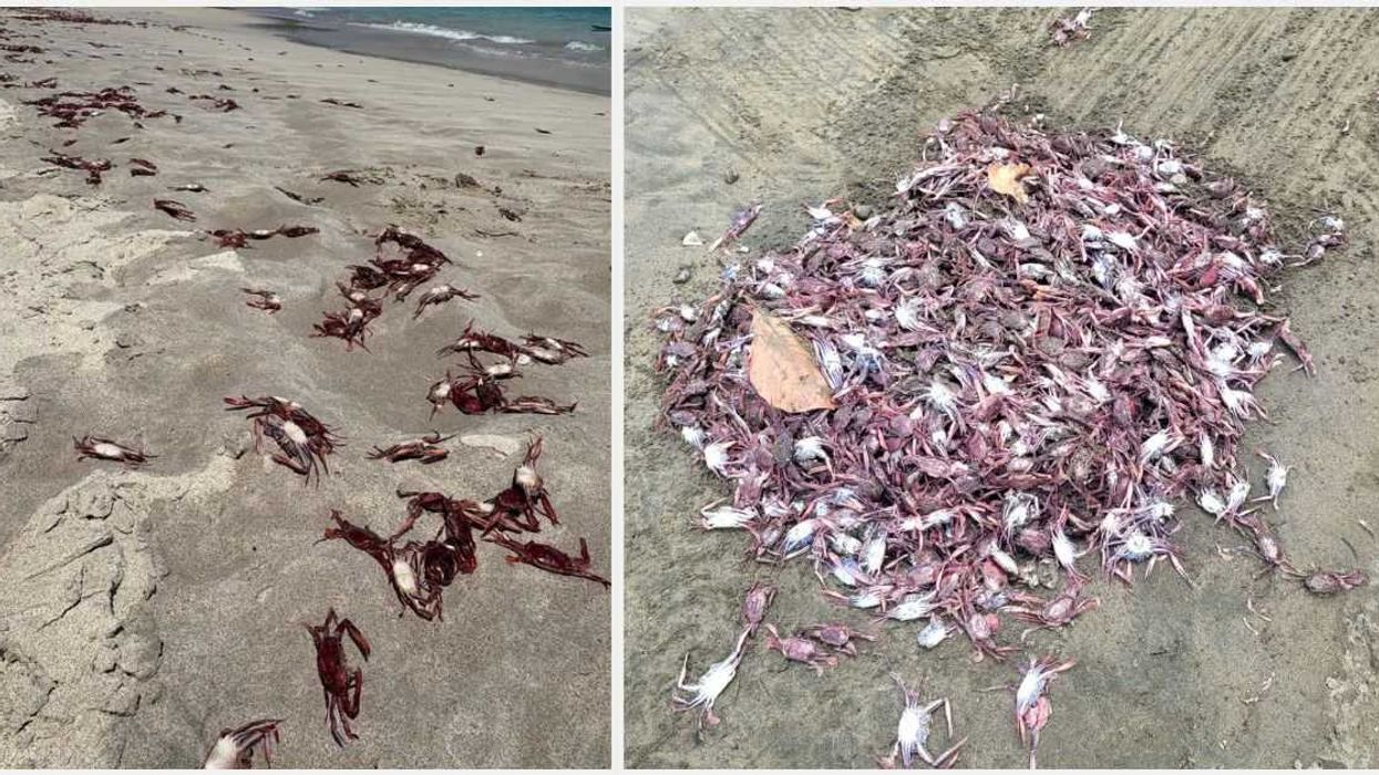 (Video) Temperatura del mar sería una de las claves de muerte de miles de cangrejos en Guanacaste