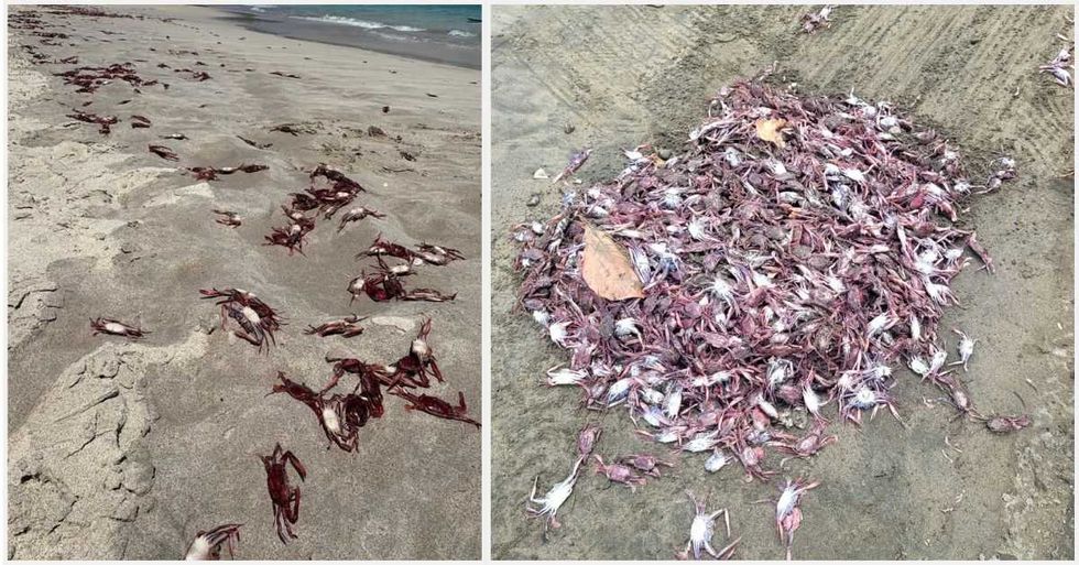 (Video) Temperatura del mar sería una de las claves de muerte de miles de cangrejos en Guanacaste