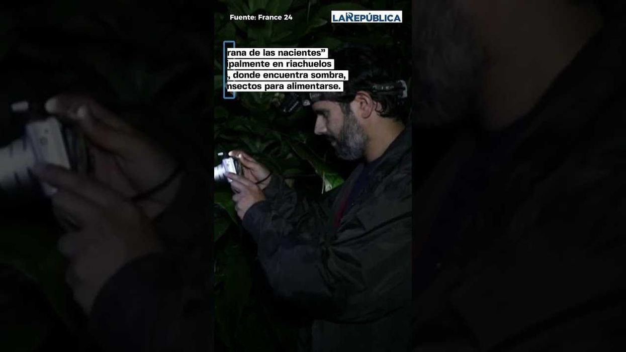 ¡Costa Rica tiene una nueva especie de rana!