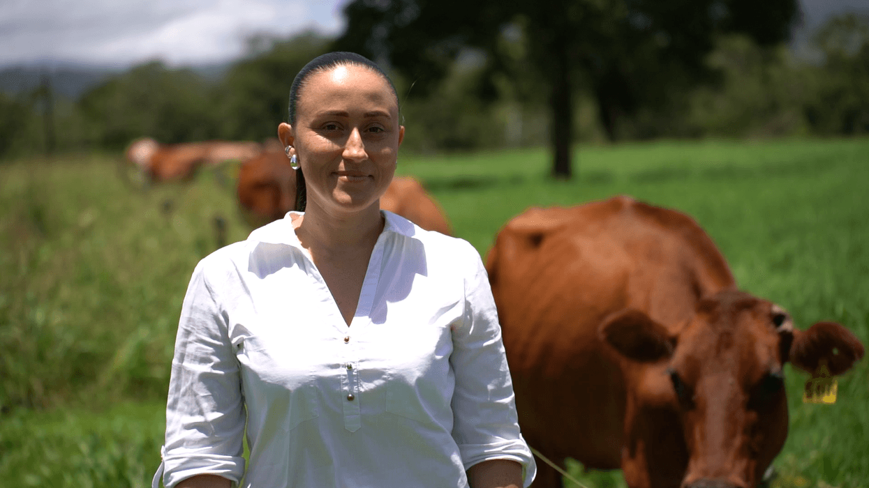 Emprendedora costarricense crea producto para inhibir el crecimiento de cuernos en terneros