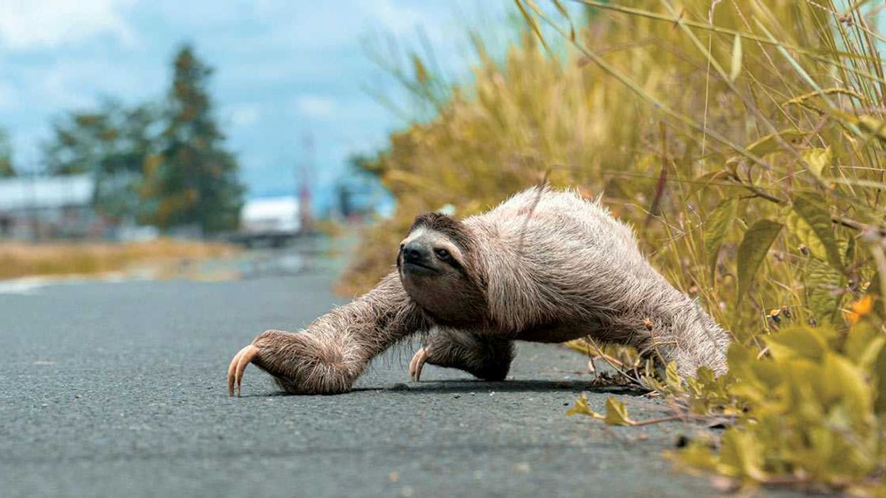 ¿Qué debe hacer si encuentra un animal herido en carretera?