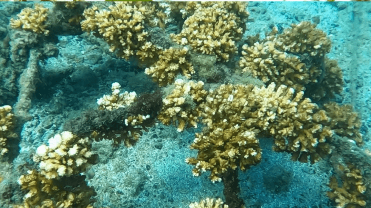 Fenómeno de El Niño provoca el blanqueamiento de corales y amenaza su supervivencia