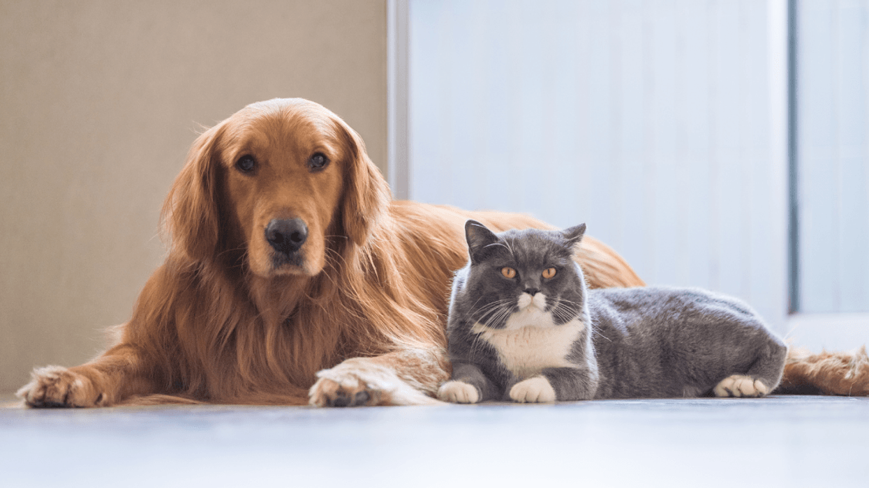5 cuidados clave para proteger la salud de las mascotas