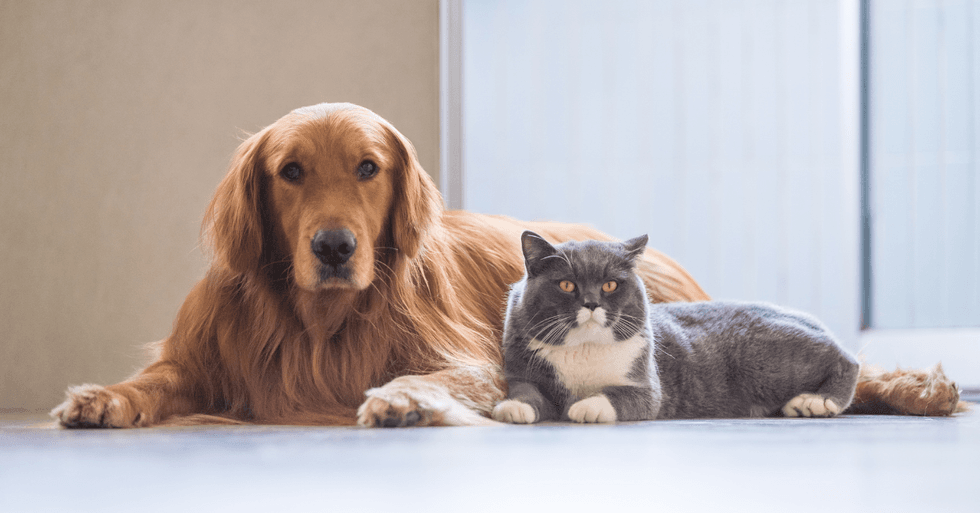 5 cuidados clave para proteger la salud de las mascotas
