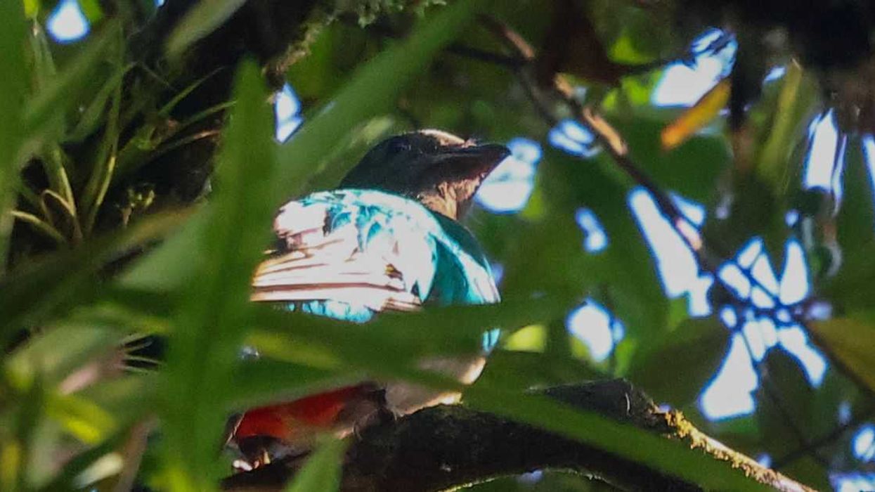 Quetzal sorprende en Pejivalle de Cartago durante conteo de aves