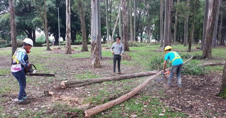 arboles de la sabana