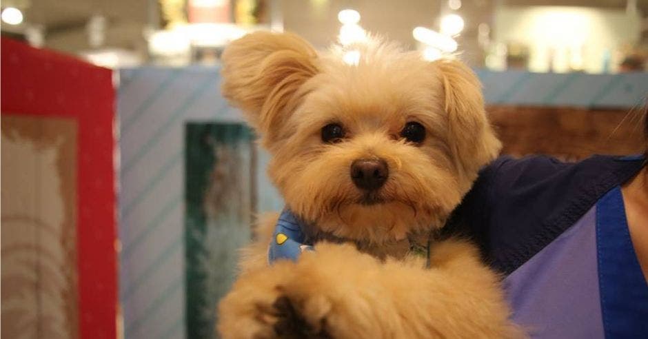 un cachorrito color beige en brazos de un veterinario