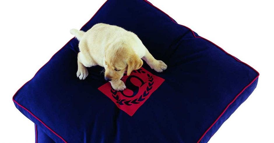 perro encima de una almohada azul con el logo de Sheraton