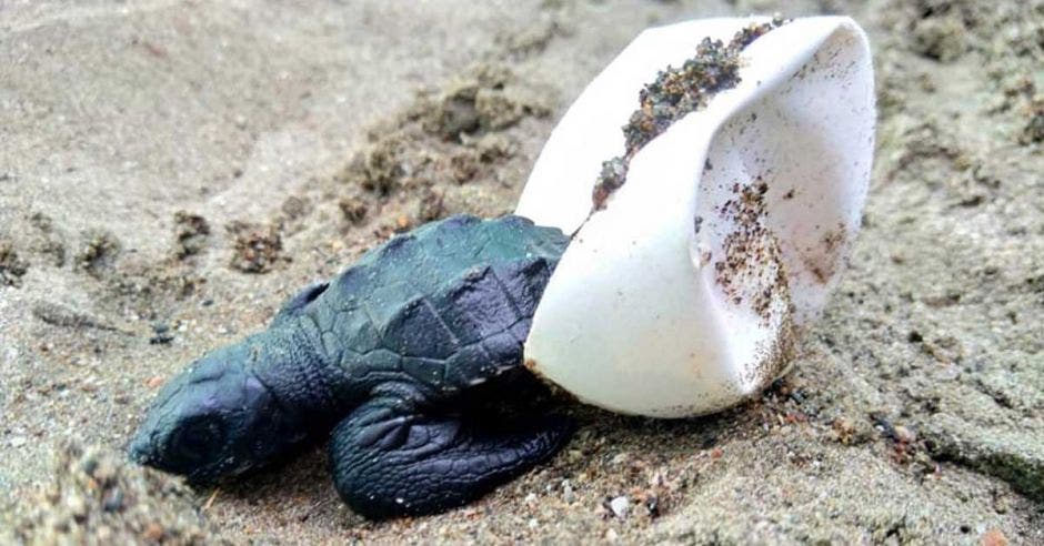 Una tortuga fuera de su huevo