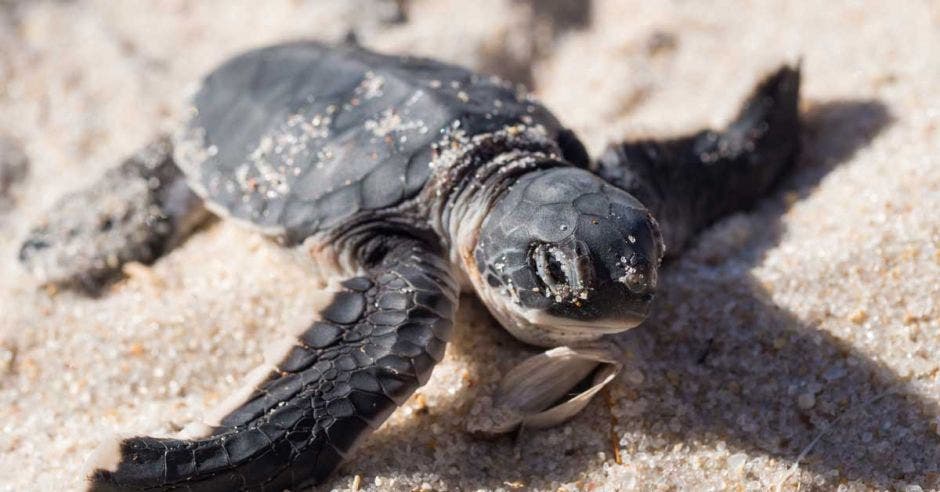 La asociación protege casi todos los 5 kilómetros de playa Ario desde la boca del río Bongo