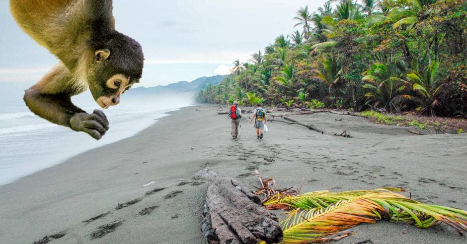 En el Parque Nacional Corcovado se halla el 2,5% de la biodiversidad del mundo.