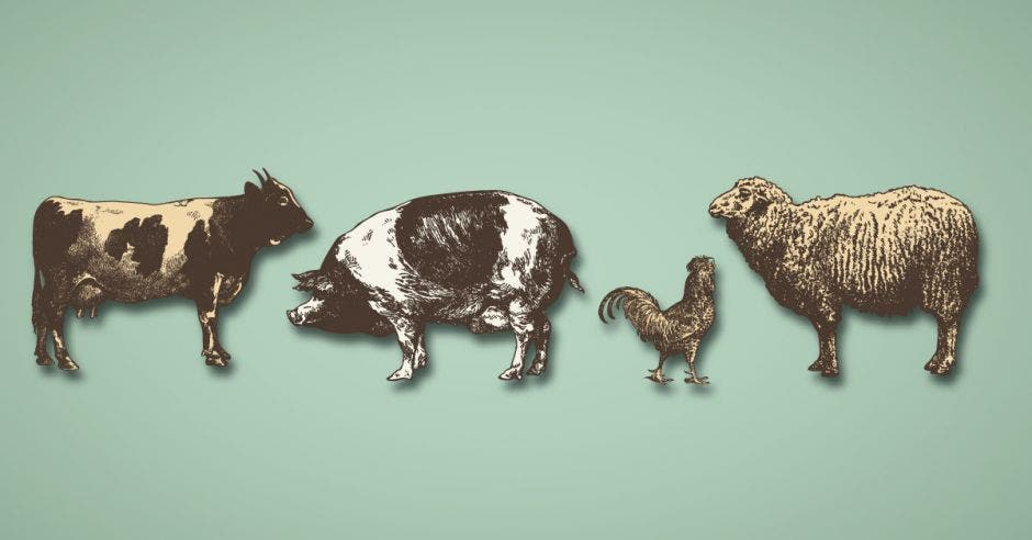 Una vaca, un cerdo, un gallo y una oveja en la imagen