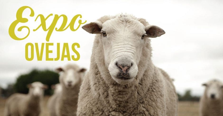 Una oveja viendo a la cámara, con varias ovejas de fondo y unas letras en verde que dicen "Expo ovejas"