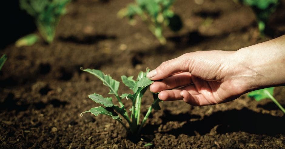 Mano tocando planta