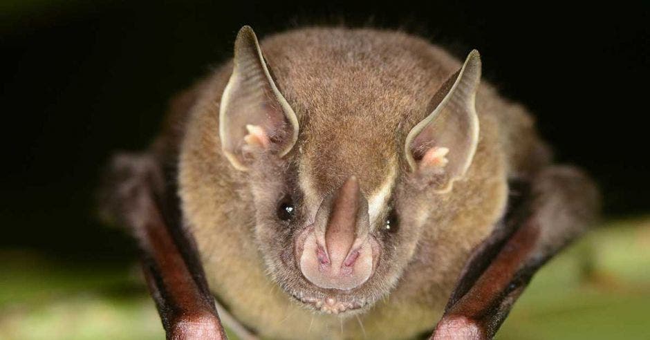 Un murciélago posa sobre una rama en la noche