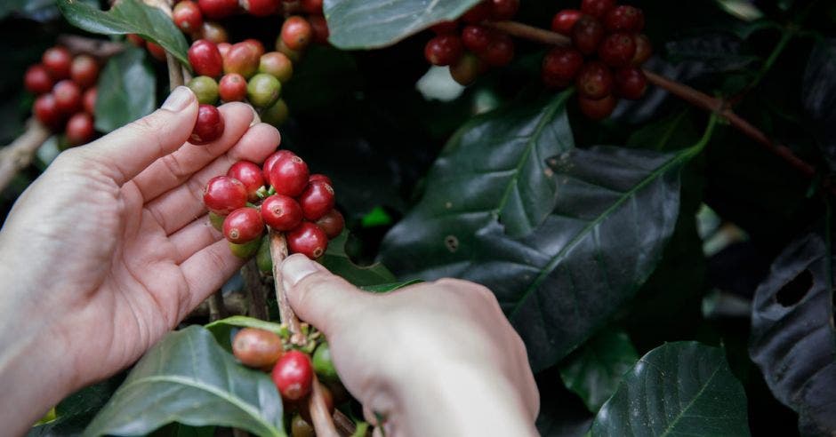 Una mujer recoge café