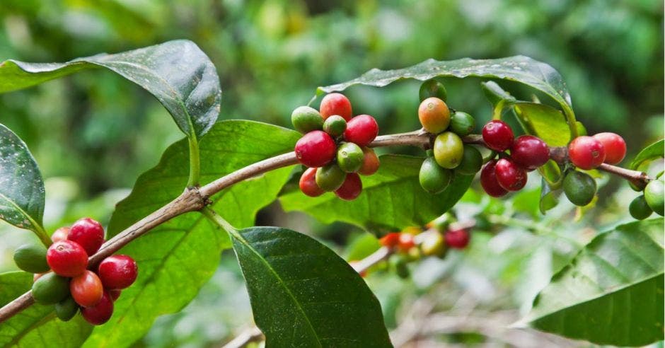 Una rama de café