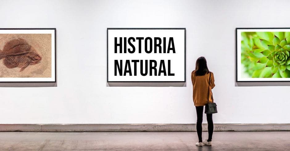 Mujer observando un cuadro en un museo que dice "Historia Natural"