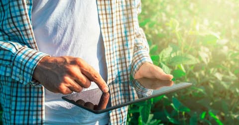 Un trabajador agropecuario con una tablet cerca del pasto