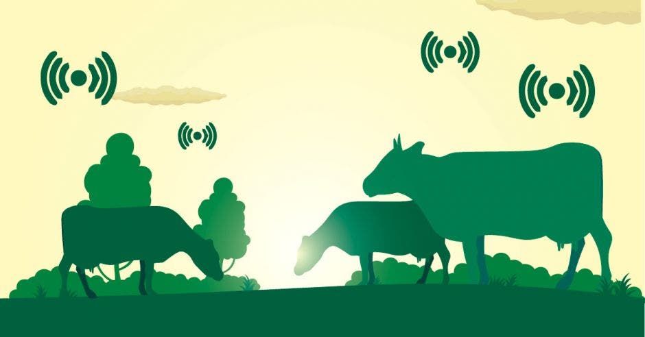 Vacas verdes pastando y, encima de ellas, señales de Wi-fi