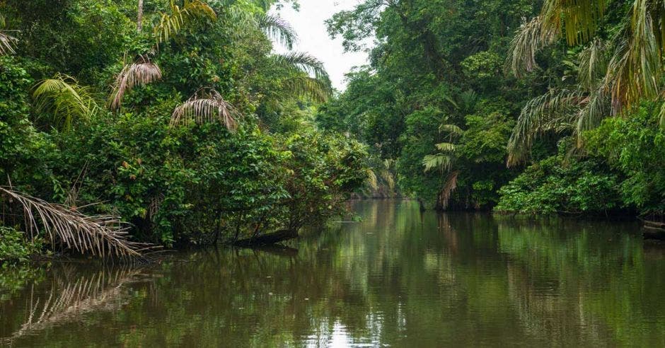 Un humedal en Tortuguero