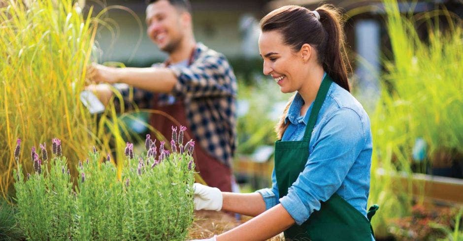 Una mujer revisa una plantación