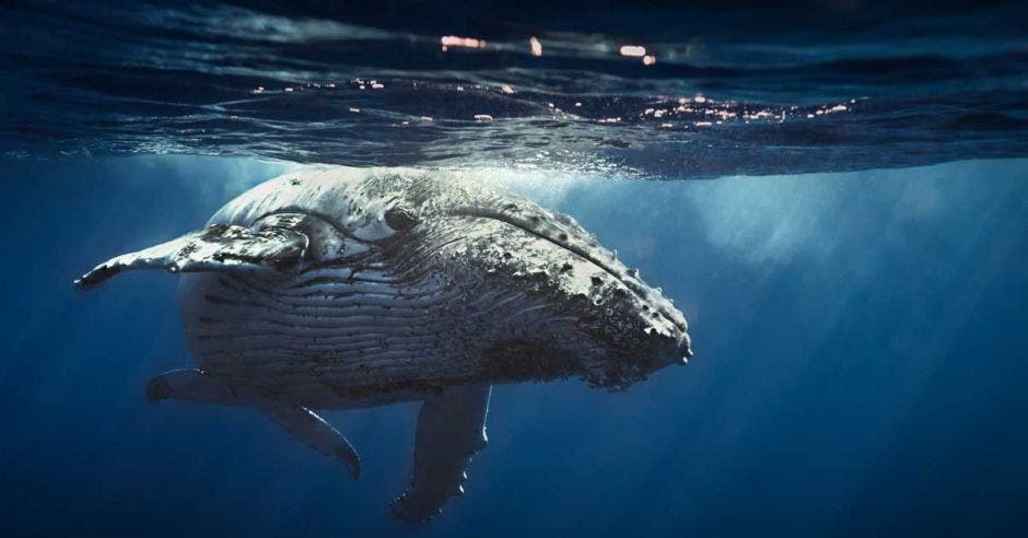 Una ballena jorobada maniobra bajo el agua