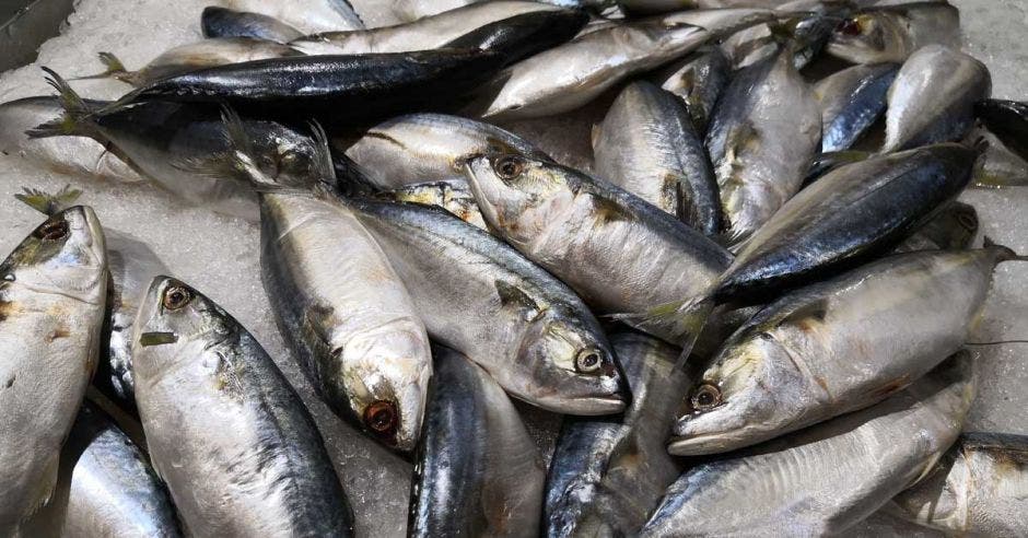 Varios atunes recién pescados, en una hielera