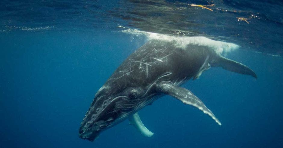 Una ballena recorre las profundidades marinas