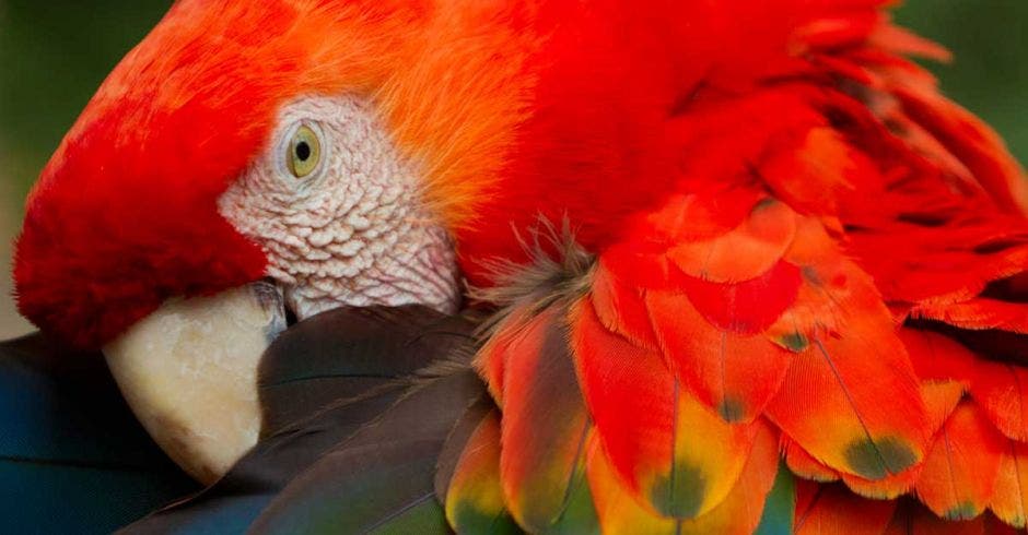 Una lapa roja se acicala