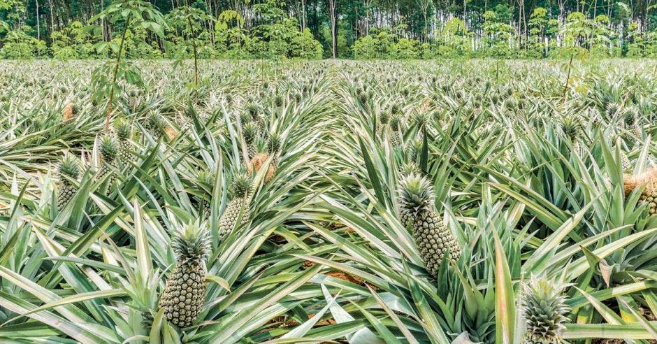 Una piñera con un bosque de fondo