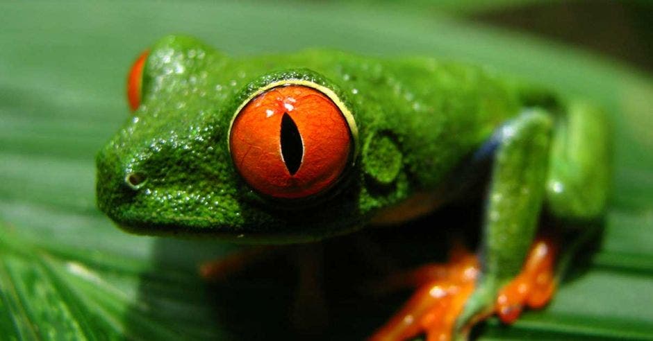 Una rana verde de ojos rojos