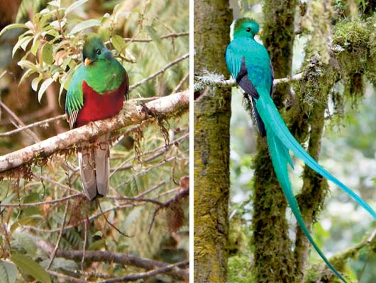 quetzal