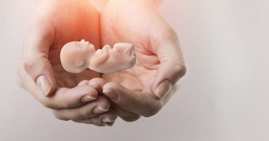 Unas manos sostienen un embrión