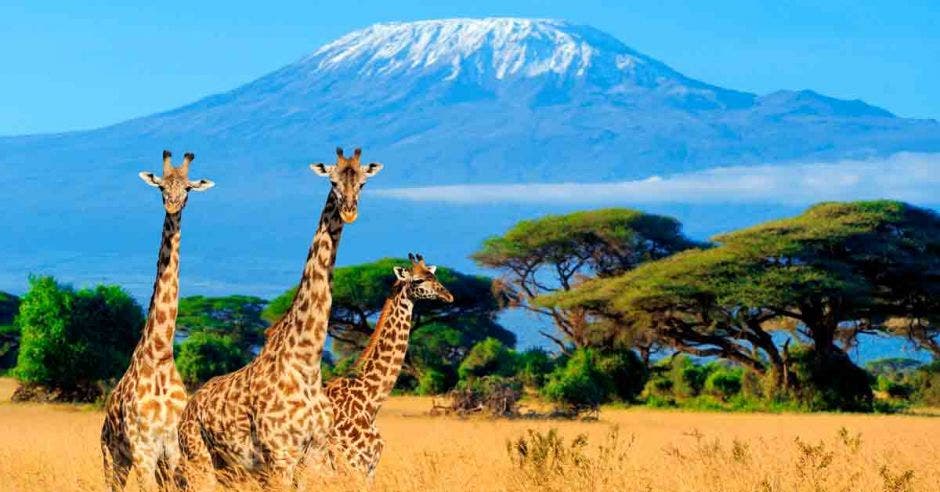 El Kilimanjaro y la sabana africana se combinan para crear una puesta escénica deslumbrante. Shutterstock/La República