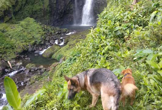 Catarata perros