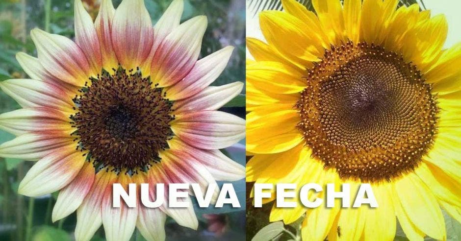 girasoles