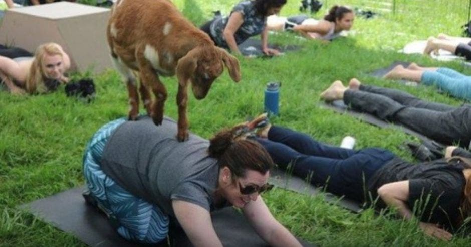 mujeres haciendo toga y cabras alrededor