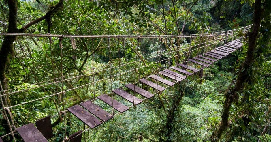 Un puente en mal estado dentro de una reserva forestal