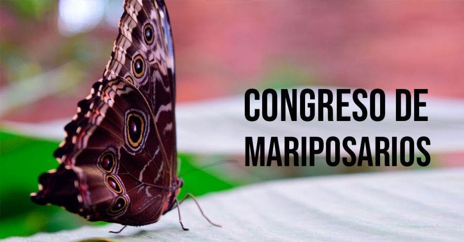 Mariposas