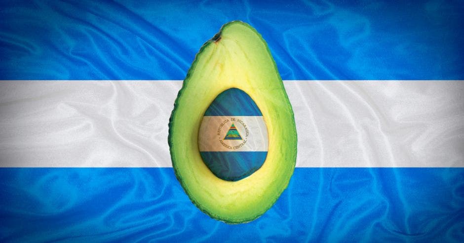 Aguacate de Nicaragua se come en Costa Rica