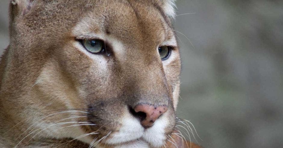 La cara de un puma