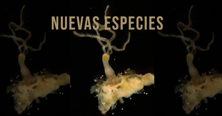 Una nueva especie de Osedax fue descubierta en Costa Rica, también conocida como gusano de hueso.