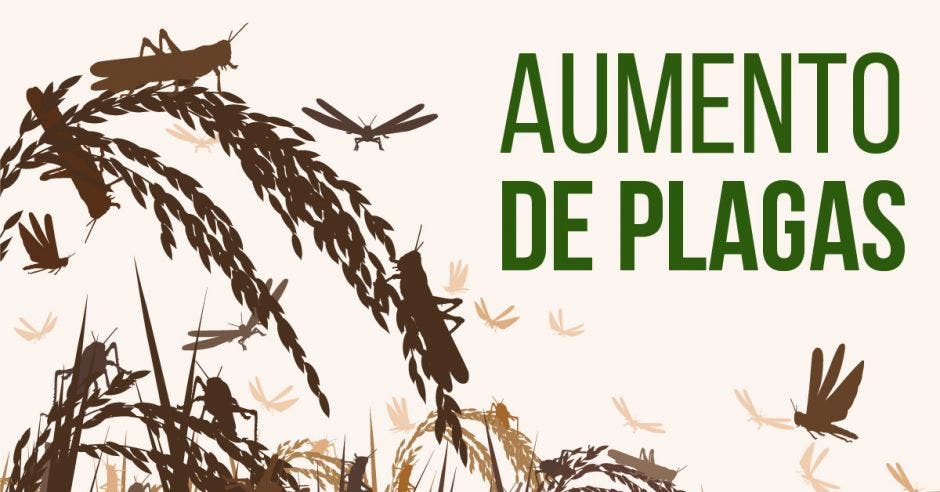 Las plagas, los patógenos y las malezas ya causan la pérdida de más del 40 % del suministro mundial de alimentos. Elaboración propia/La República