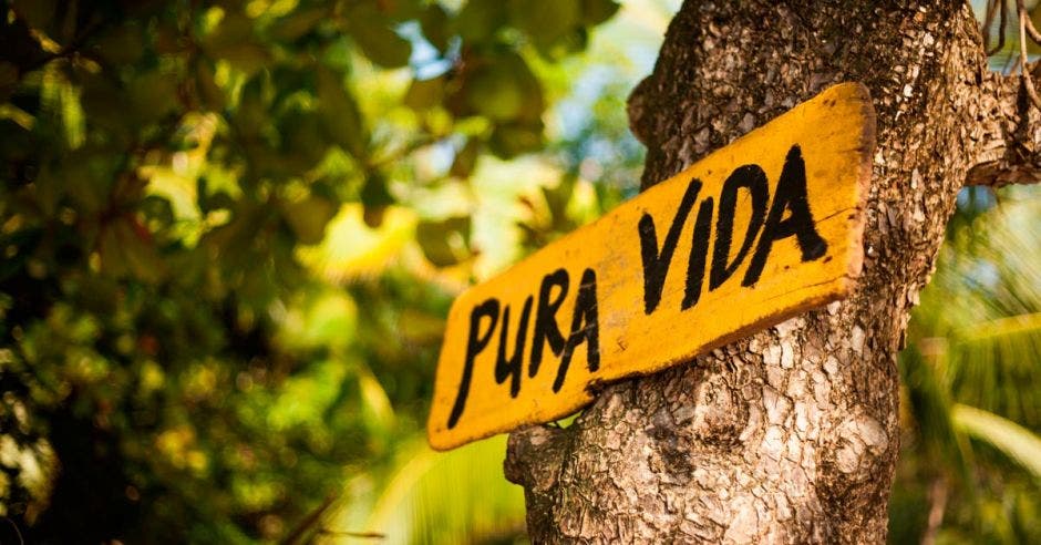 Letrero de Pura Vida en un árbol