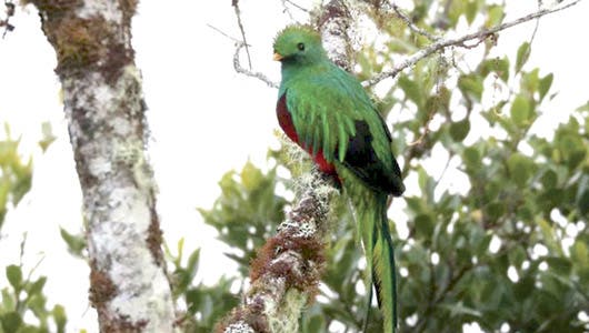 quetzales