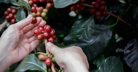 Una mano recoge café